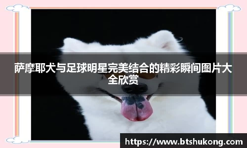 萨摩耶犬与足球明星完美结合的精彩瞬间图片大全欣赏